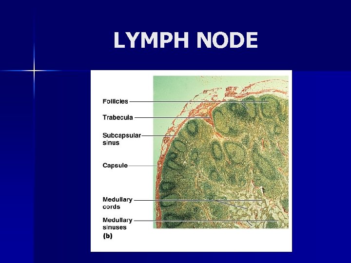 LYMPH NODE 