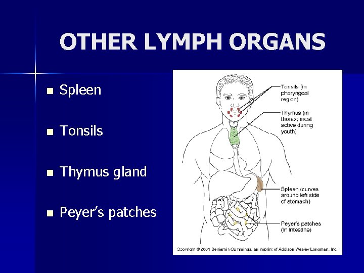 OTHER LYMPH ORGANS n Spleen n Tonsils n Thymus gland n Peyer’s patches 