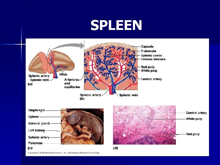 SPLEEN 