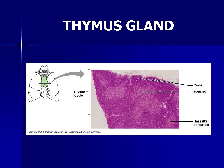 THYMUS GLAND 