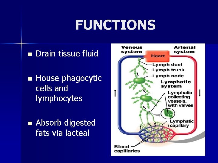 FUNCTIONS n Drain tissue fluid n House phagocytic cells and lymphocytes n Absorb digested