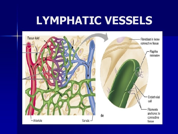 LYMPHATIC VESSELS 