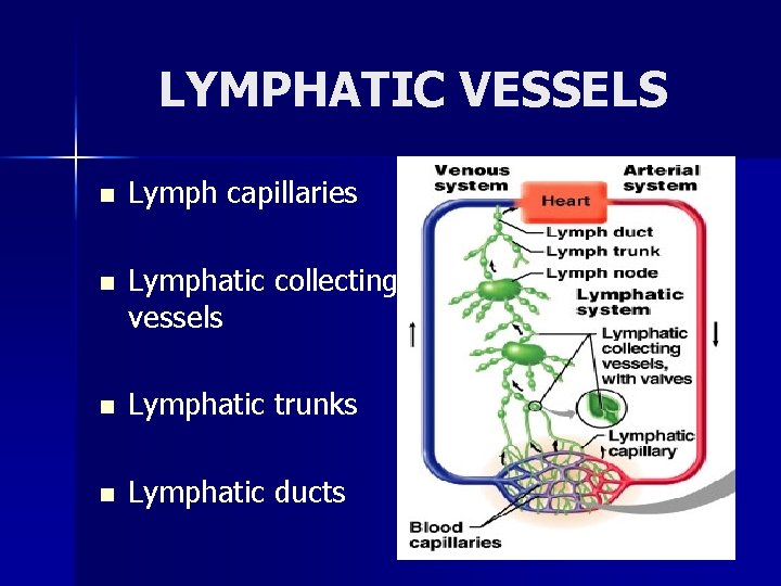 LYMPHATIC VESSELS n Lymph capillaries n Lymphatic collecting vessels n Lymphatic trunks n Lymphatic