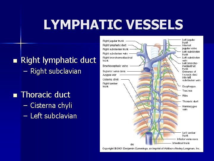 LYMPHATIC VESSELS n Right lymphatic duct – Right subclavian n Thoracic duct – Cisterna