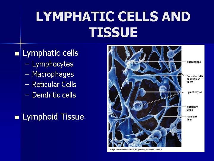 LYMPHATIC CELLS AND TISSUE n Lymphatic cells – – n Lymphocytes Macrophages Reticular Cells