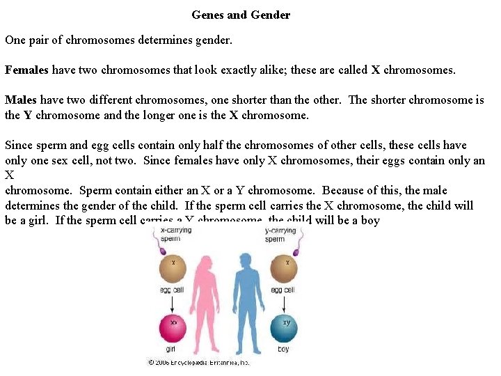 Genes and Gender One pair of chromosomes determines gender. Females have two chromosomes that