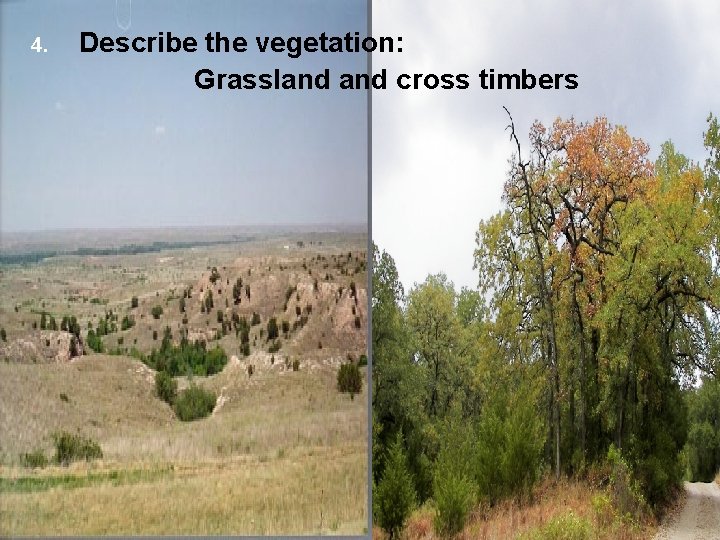 4. Describe the vegetation: Grassland cross timbers 