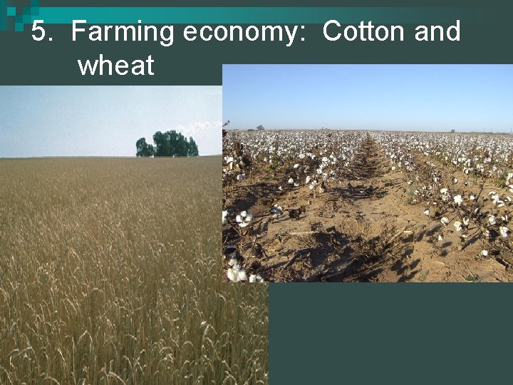 5. Farming economy: Cotton and wheat 