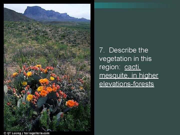 7. Describe the vegetation in this region: cacti, mesquite, in higher elevations-forests 