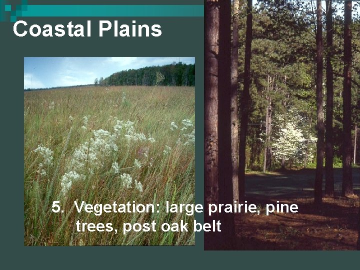 Coastal Plains 5. Vegetation: large prairie, pine trees, post oak belt 