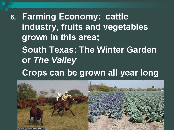 6. Farming Economy: cattle industry, fruits and vegetables grown in this area; South Texas: