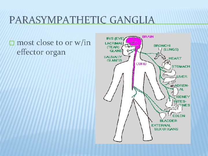 PARASYMPATHETIC GANGLIA � most close to or w/in effector organ 