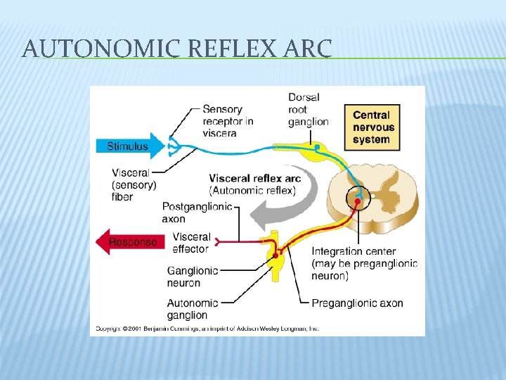 AUTONOMIC REFLEX ARC 