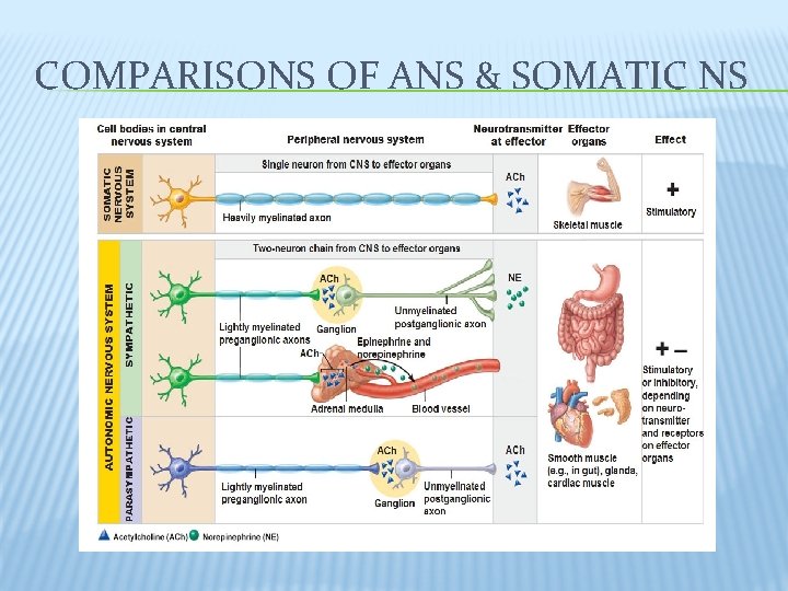 COMPARISONS OF ANS & SOMATIC NS COMPARISONS OF ANS & SOMATIC NS