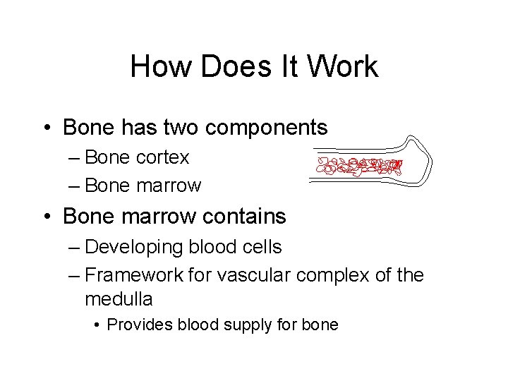 How Does It Work • Bone has two components – Bone cortex – Bone