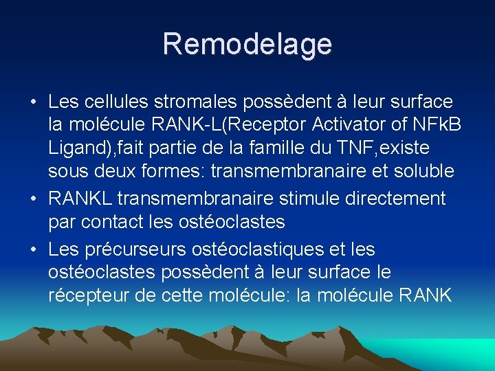 Remodelage • Les cellules stromales possèdent à leur surface la molécule RANK-L(Receptor Activator of