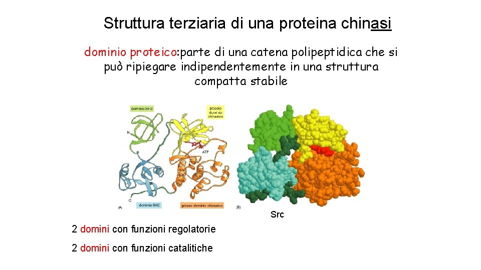 Struttura terziaria di una proteina chinasi dominio proteico: parte di una catena polipeptidica che