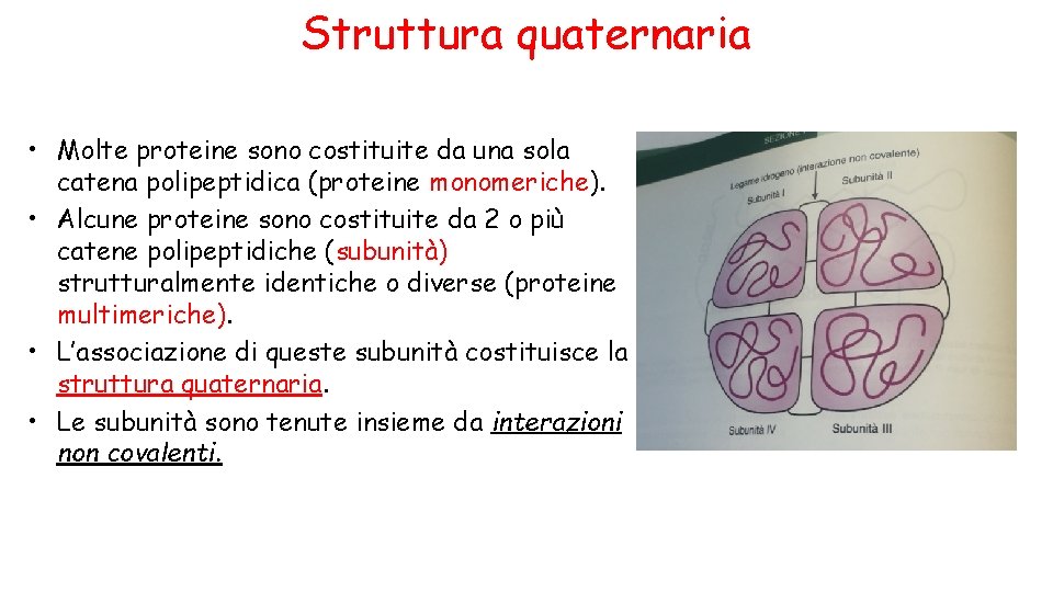 Struttura quaternaria • Molte proteine sono costituite da una sola catena polipeptidica (proteine monomeriche).