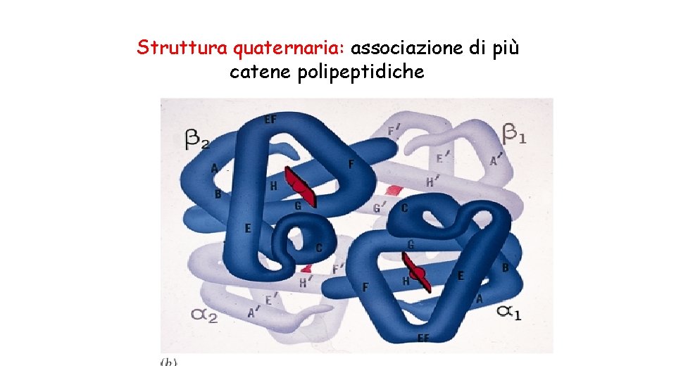 Struttura quaternaria: associazione di più catene polipeptidiche 