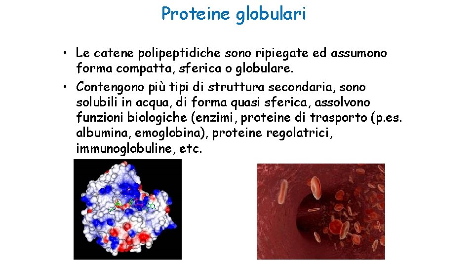 Proteine globulari • Le catene polipeptidiche sono ripiegate ed assumono forma compatta, sferica o