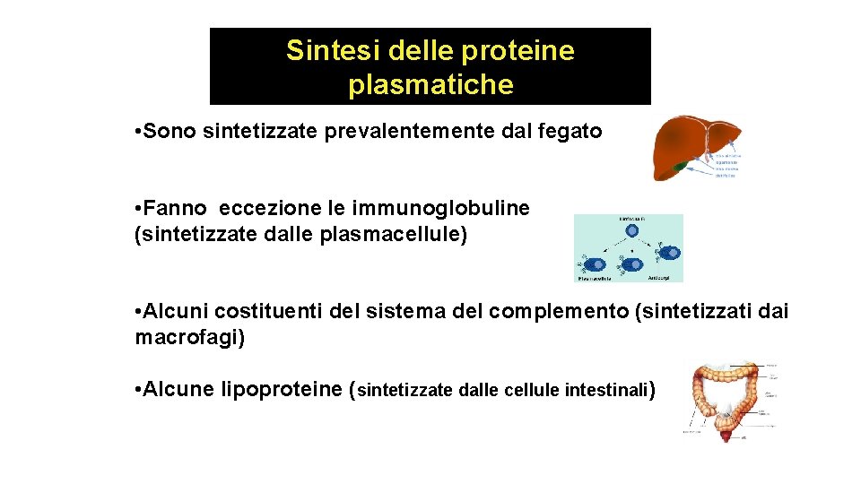 Sintesi delle proteine plasmatiche • Sono sintetizzate prevalentemente dal fegato • Fanno eccezione le