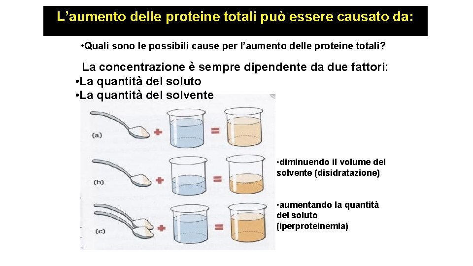 L’aumento delle proteine totali può essere causato da: • Quali sono le possibili cause