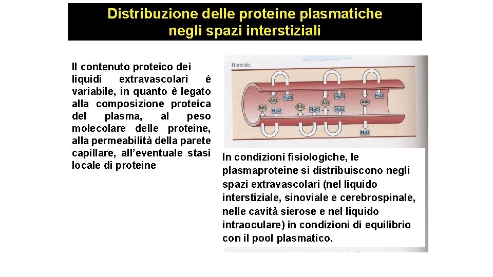 Distribuzione delle proteine plasmatiche negli spazi interstiziali Il contenuto proteico dei liquidi extravascolari è