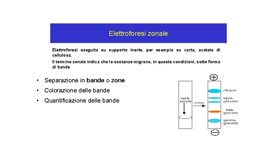 Elettroforesi zonale Elettroforesi eseguita su supporto inerte, per esempio su carta, acetato di cellulosa.