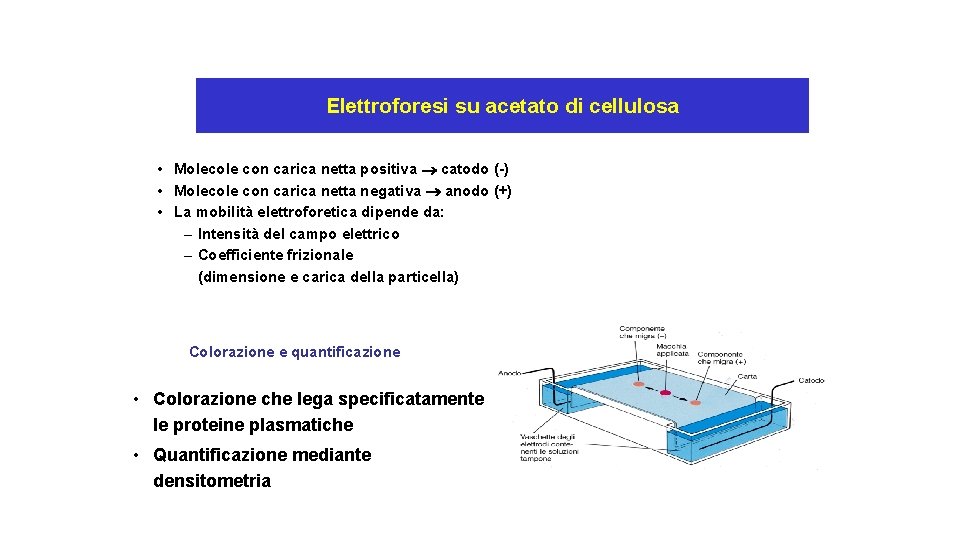 Elettroforesi su acetato di cellulosa • Molecole con carica netta positiva catodo (-) •