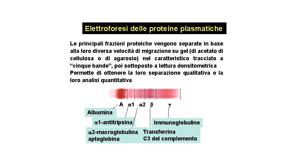 Elettroforesi delle proteine plasmatiche Le principali frazioni proteiche vengono separate in base alla loro