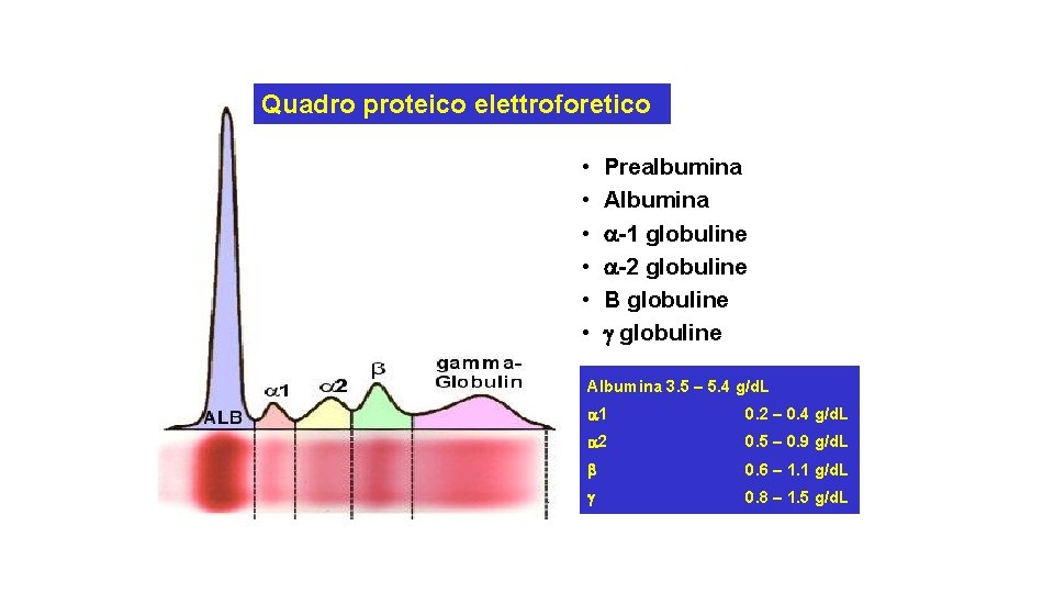 Quadro proteico elettroforetico • • • Prealbumina Albumina -1 globuline -2 globuline Β globuline