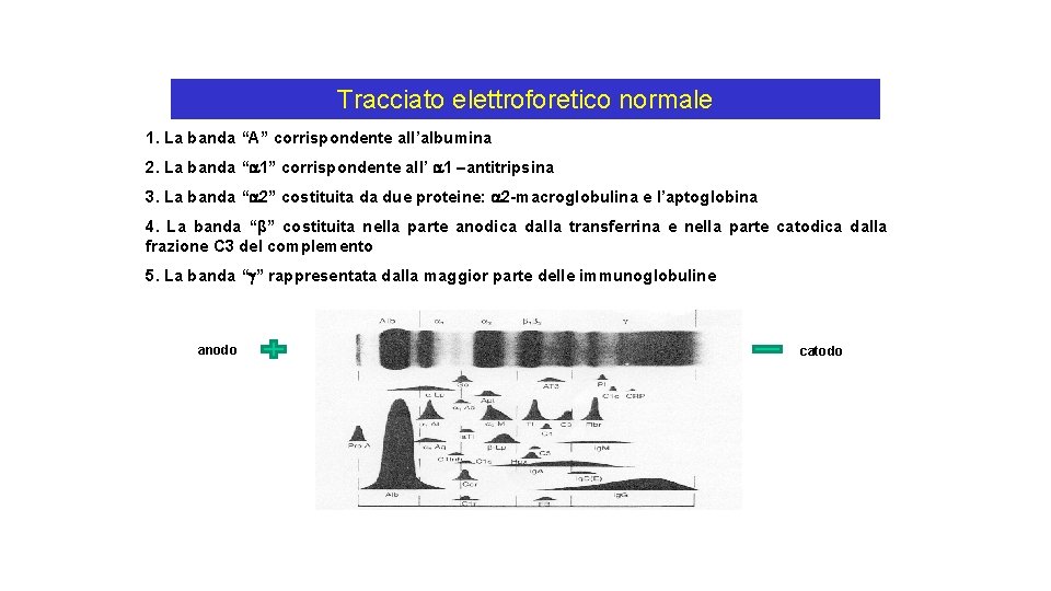 Tracciato elettroforetico normale 1. La banda “A” corrispondente all’albumina 2. La banda “ 1”