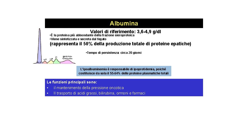Albumina Valori di riferimento: 3, 6 -4, 9 g/dl • È la proteina più