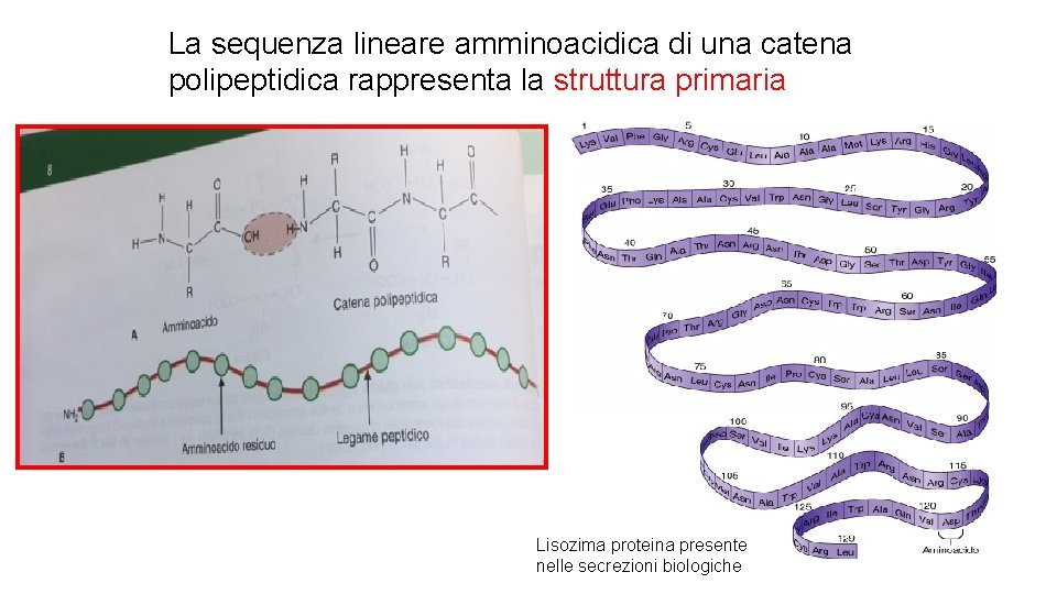 La sequenza lineare amminoacidica di una catena polipeptidica rappresenta la struttura primaria Lisozima proteina