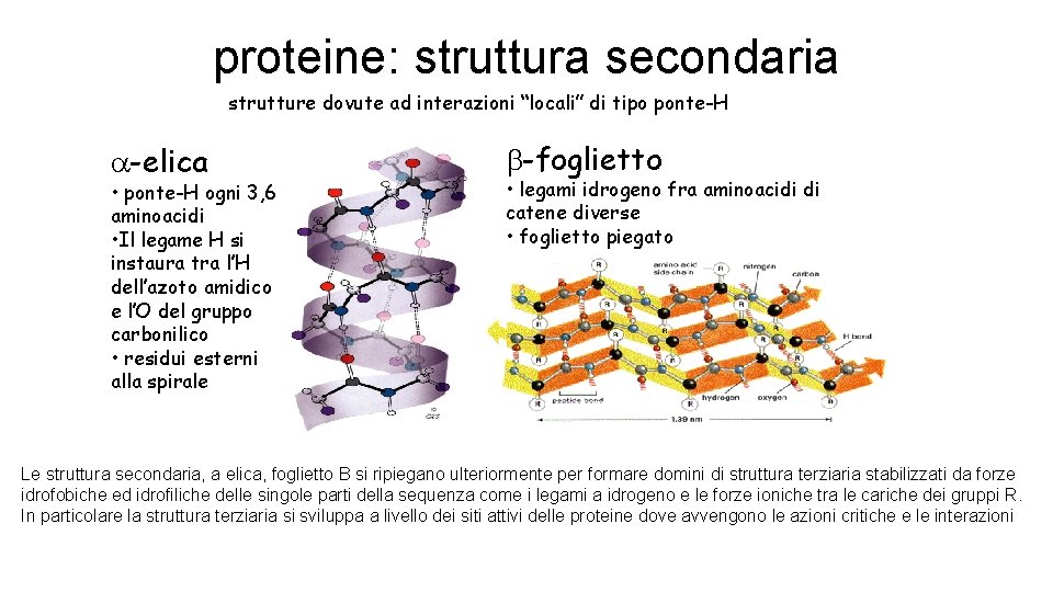 proteine: struttura secondaria strutture dovute ad interazioni “locali” di tipo ponte-H -elica • ponte-H