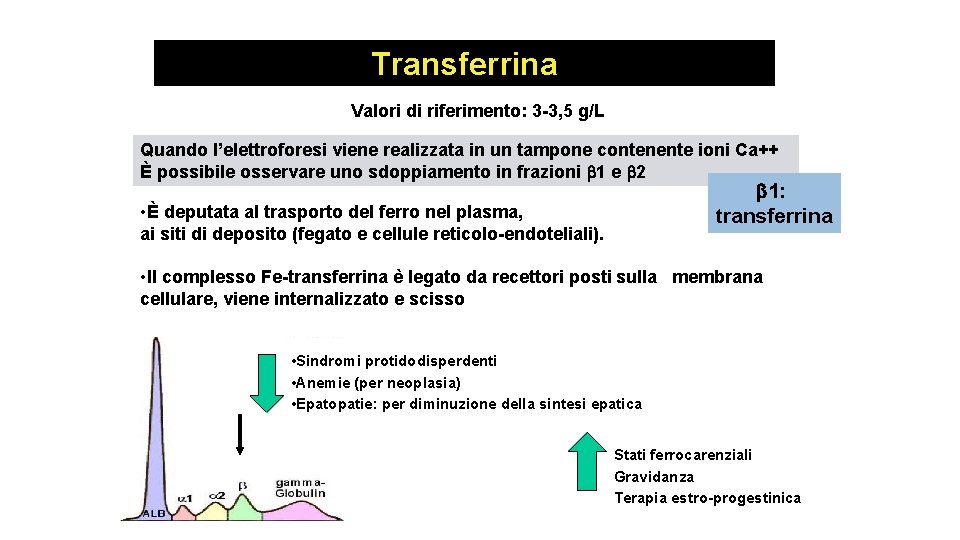 Transferrina Valori di riferimento: 3 -3, 5 g/L Quando l’elettroforesi viene realizzata in un