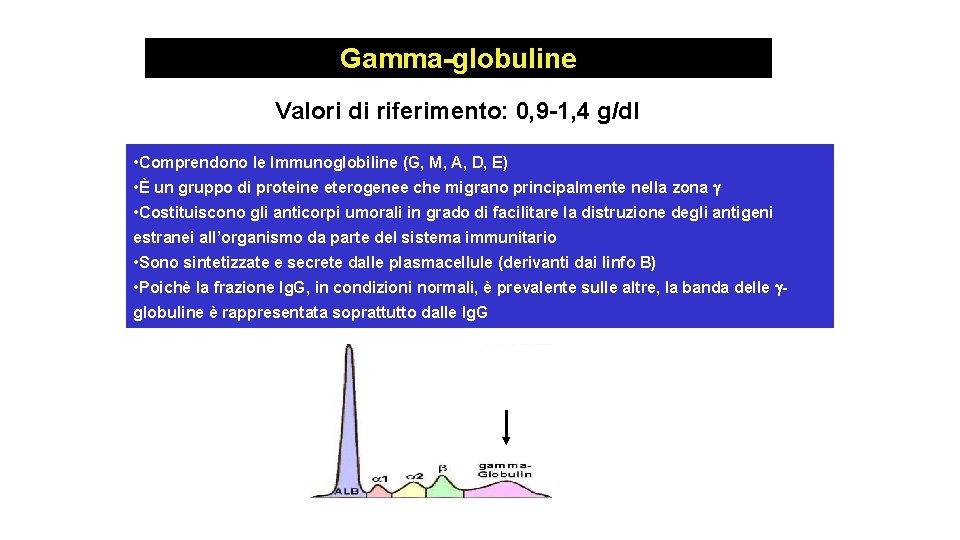 Gamma-globuline Valori di riferimento: 0, 9 -1, 4 g/dl • Comprendono le Immunoglobiline (G,