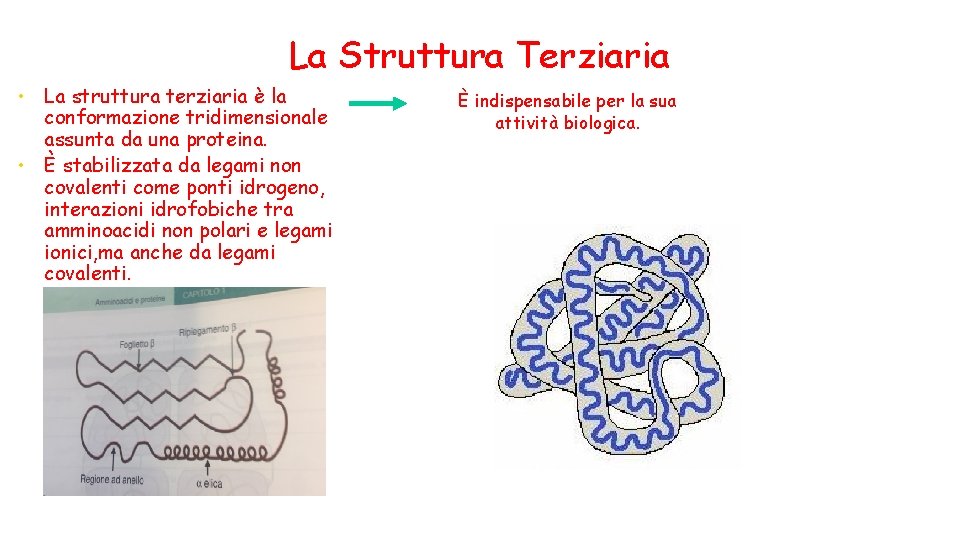 La Struttura Terziaria La struttura terziaria è la conformazione tridimensionale assunta da una proteina.