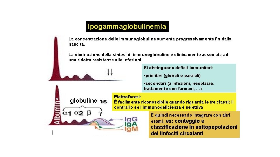 Ipogammaglobulinemia La concentrazione delle immunoglobuline aumenta progressivamente fin dalla nascita. La diminuzione della sintesi