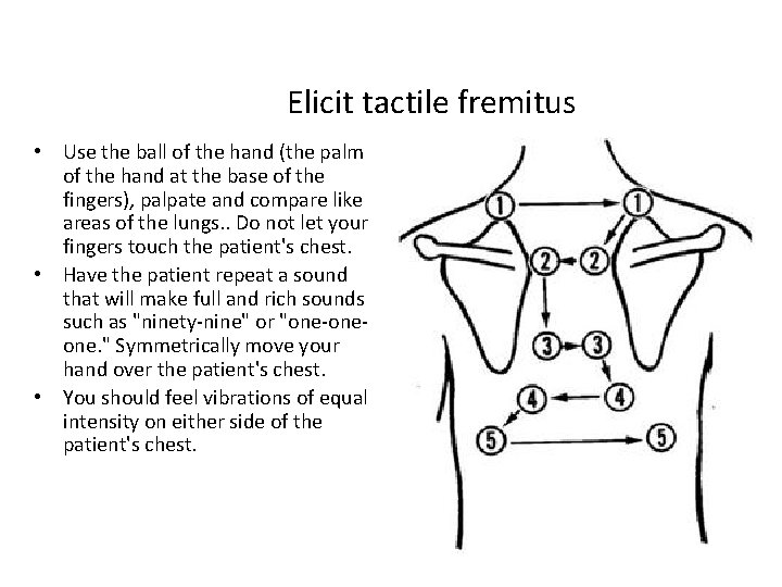 Elicit tactile fremitus • Use the ball of the hand (the palm of the