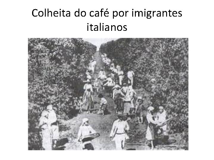 Colheita do café por imigrantes italianos Colheita do café por imigrantes italianos