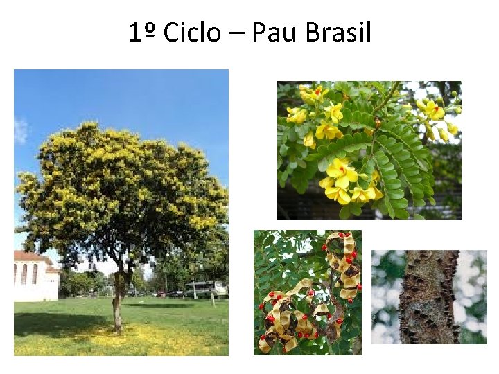 1º Ciclo – Pau Brasil 1º Ciclo – Pau Brasil