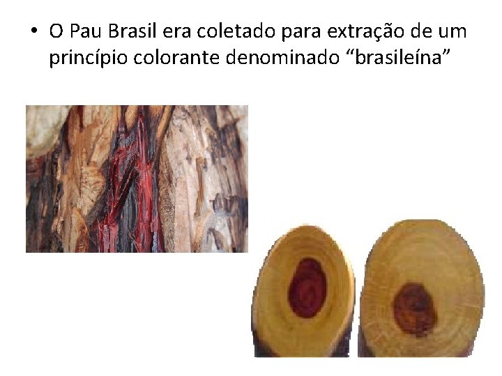 • O Pau Brasil era coletado para extração de um princípio colorante denominado • O Pau Brasil era coletado para extração de um princípio colorante denominado