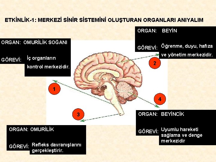 ETKİNLİK-1: MERKEZİ SİNİR SİSTEMİNİ OLUŞTURAN ORGANLARI ANIYALIM ORGAN: OMURİLİK SOĞANI GÖREVİ: BEYİN GÖREVİ: Öğrenme,