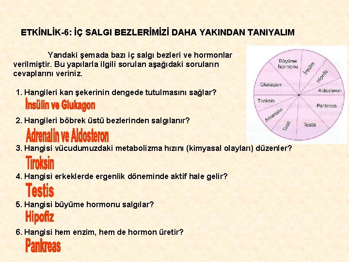 ETKİNLİK-6: İÇ SALGI BEZLERİMİZİ DAHA YAKINDAN TANIYALIM Yandaki şemada bazı iç salgı bezleri ve