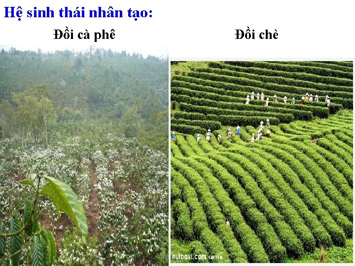 Hệ sinh thái nhân tạo: Đồi cà phê Đồi chè 