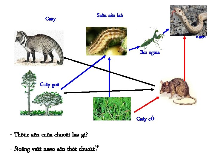 Caày Saâu aên laù Raén Boï ngöïa Caây goã Caây cỏ - Thöùc aên