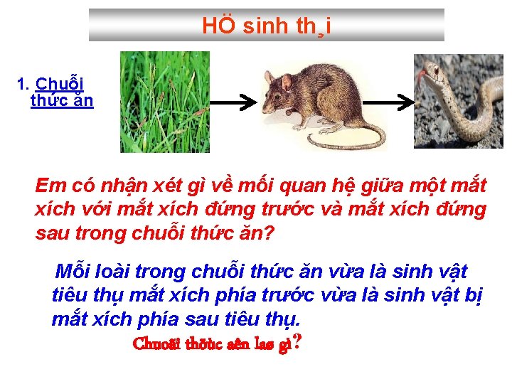 HÖ sinh th¸i 1. Chuỗi thức ăn Em có nhận xét gì về mối