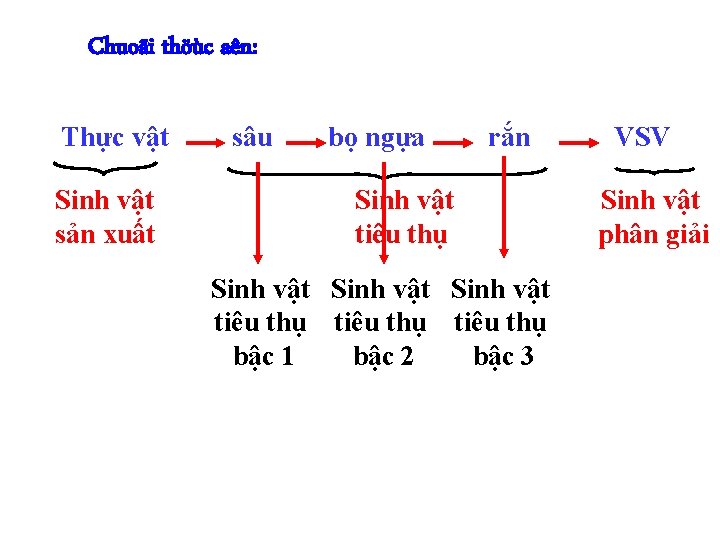 Chuoãi thöùc aên: Thực vật Sinh vật sản xuất sâu bọ ngựa rắn Sinh