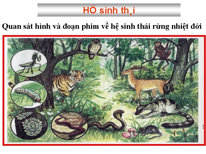 HÖ sinh th¸i Quan sát hình và đoạn phim về hệ sinh thái rừng